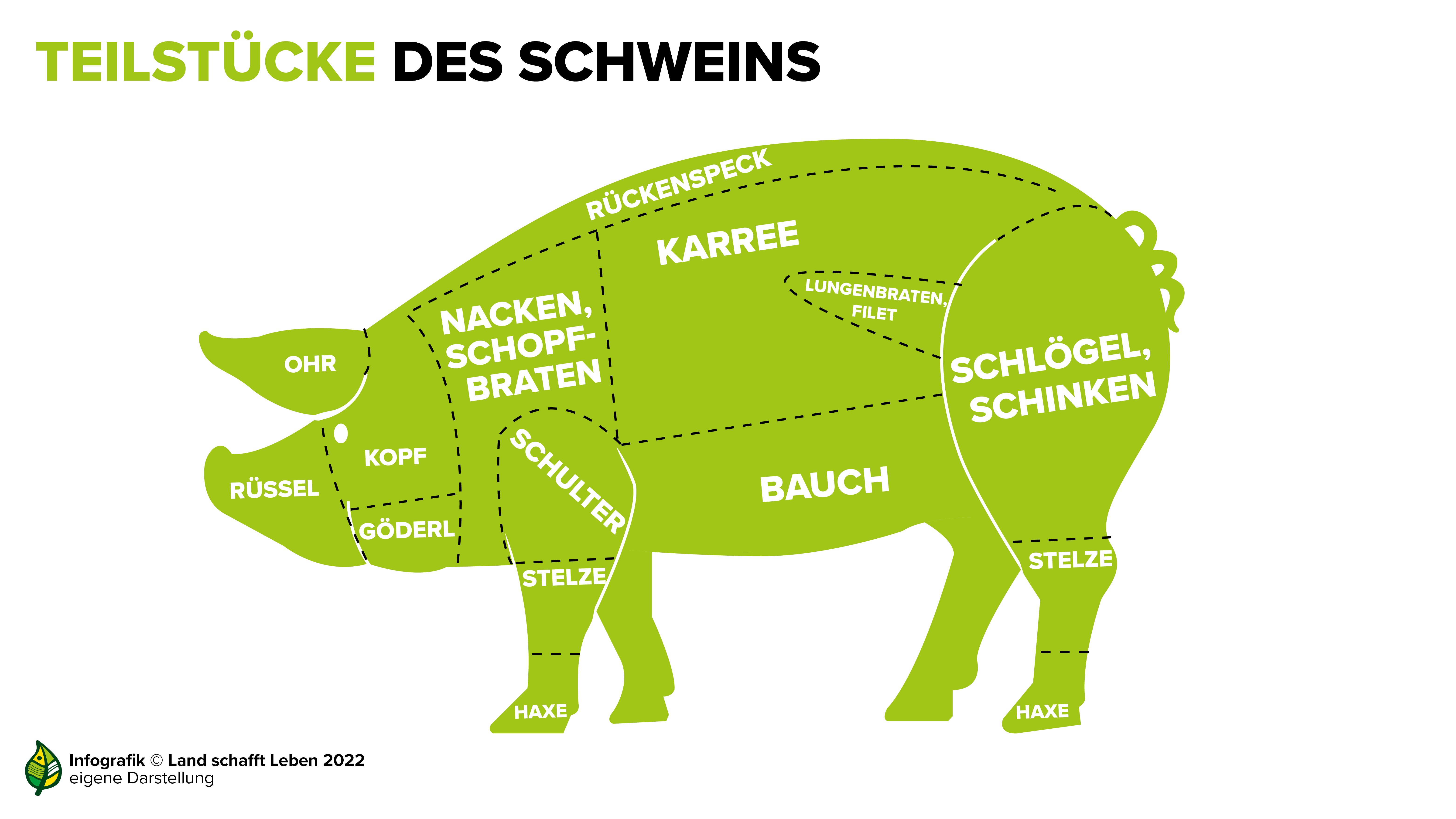 Das Schwein (Grundstufe 1) – Landwissen